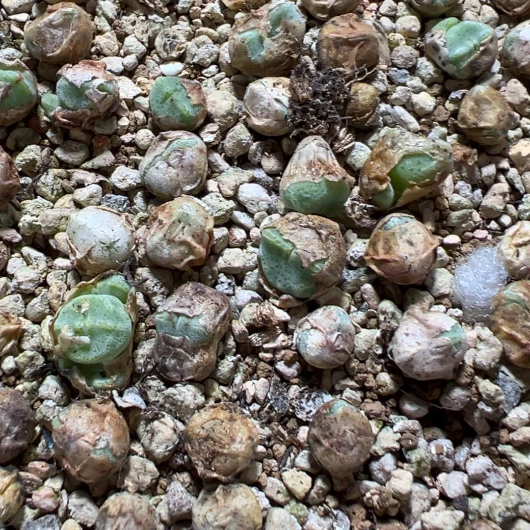 量拍绿豆糕母本一颗，多肉