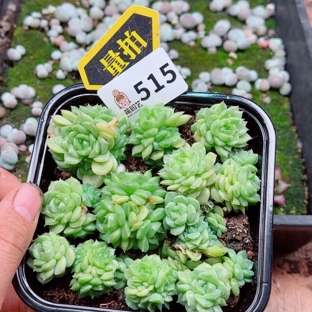 多肉植物多肉植物