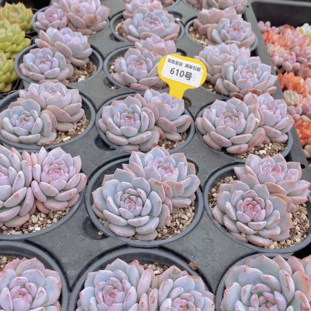 610号 丸叶星星橙大双头一个