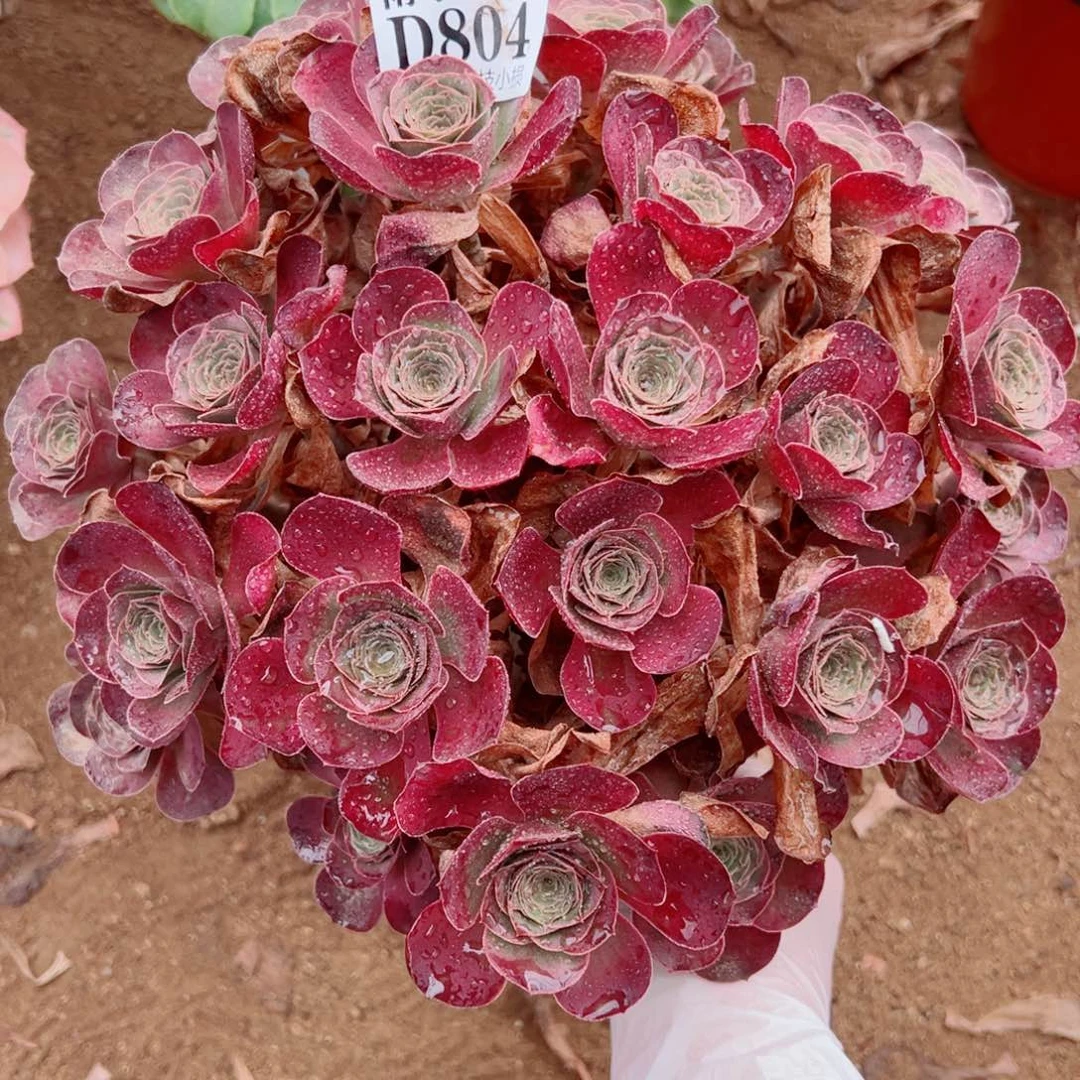 804魅金玫瑰尺寸28左右