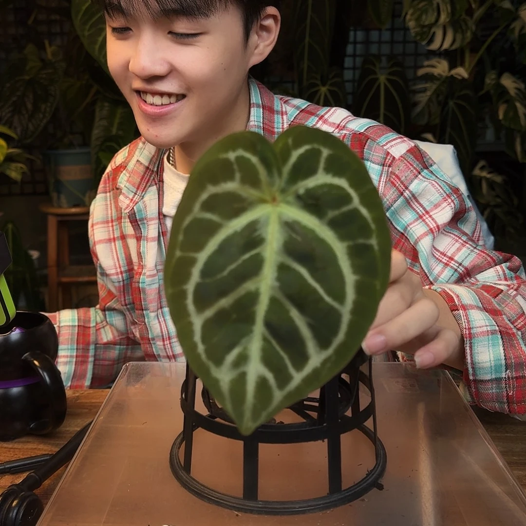 完全开放L41狂想曲杂skg银