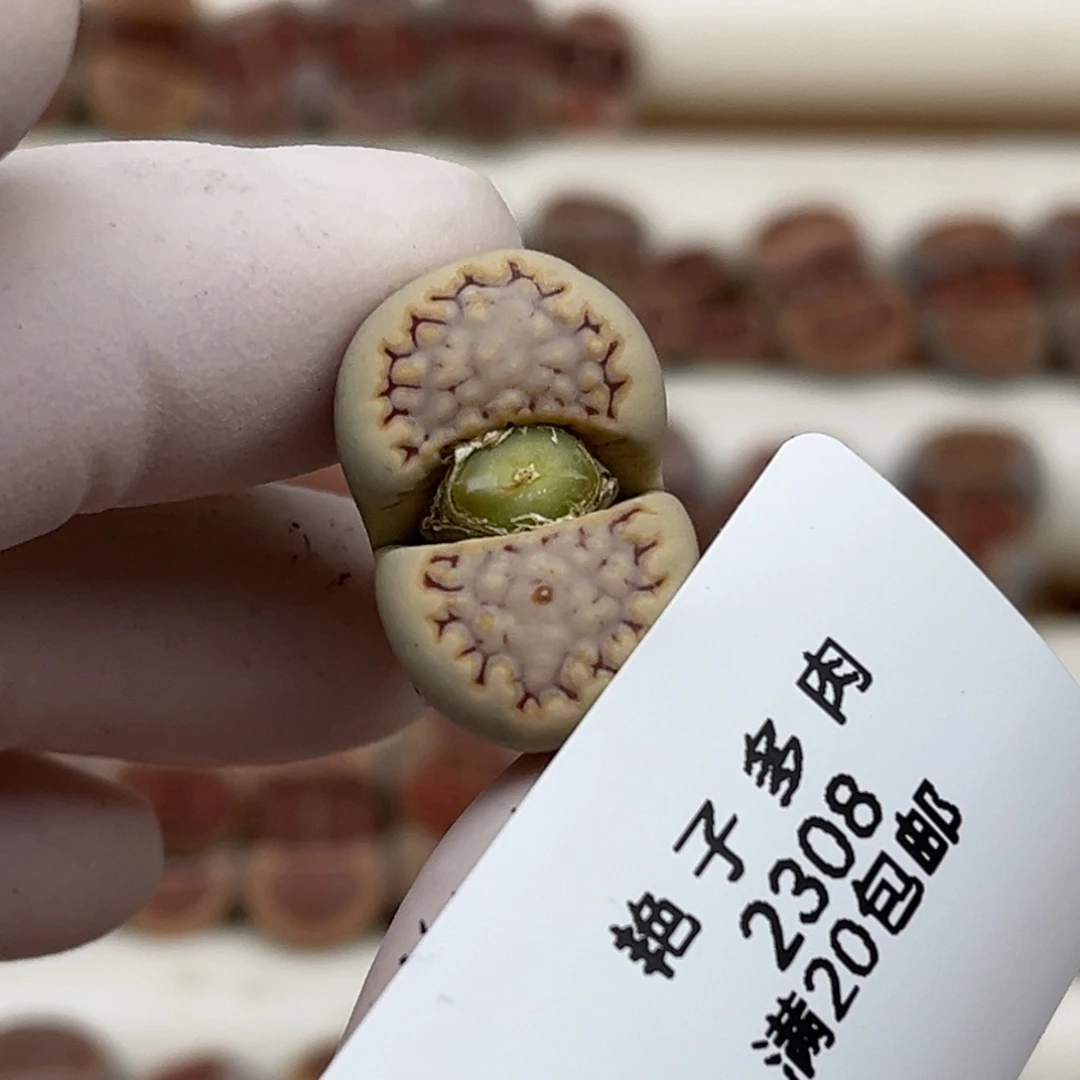 2308号一棵母本饼干