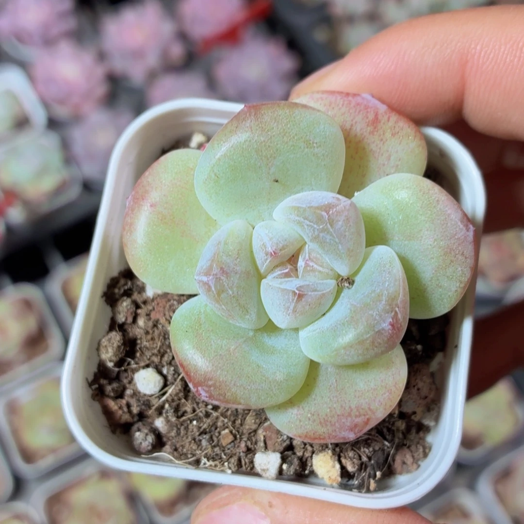 冰玉多肉9.9包邮发货