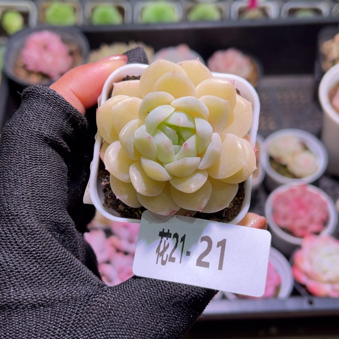 花21-21新品单头