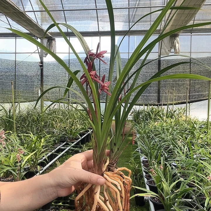 无花朵牵****彩墨宝2组带好植料