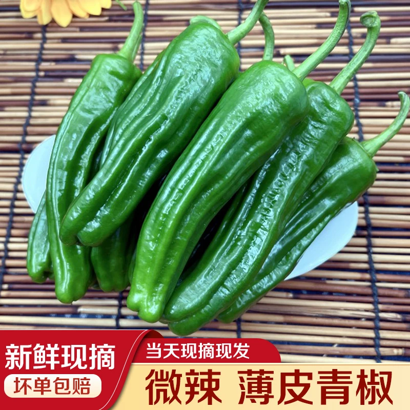 微辣辣椒薄皮青椒新鲜蔬菜现摘现发皱皮辣椒虎皮青椒湖北天门特产