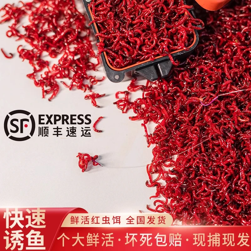 【净虫发货】手筛红虫批发黑坑钓鱼饵料鲫鱼垂钓饲料