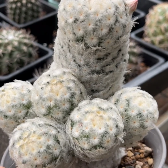 当前无花栽培后可以开花实生佛头白星