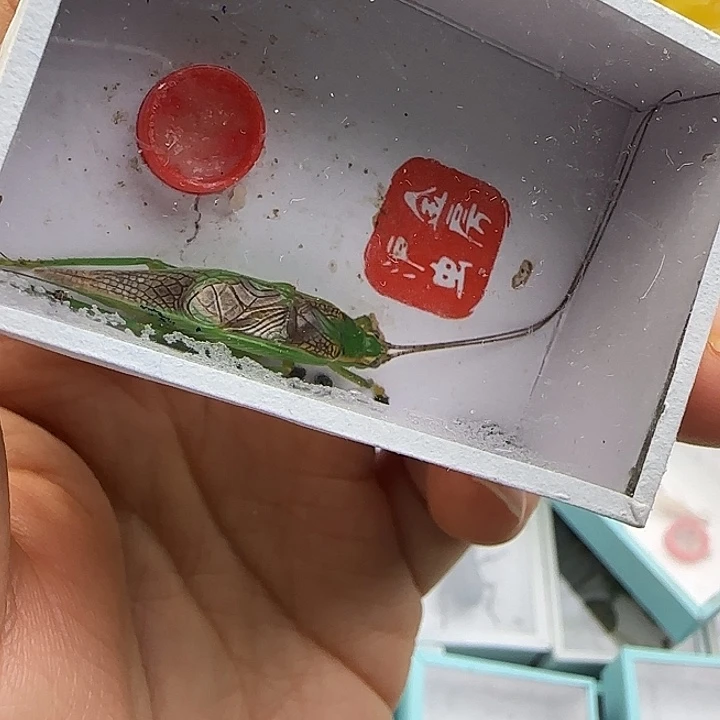 蟋蟀霍氏片蟋包邮一条