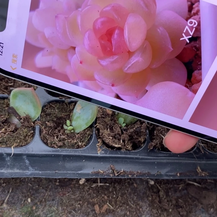 加**油亦玫xz9芽苗一个多肉