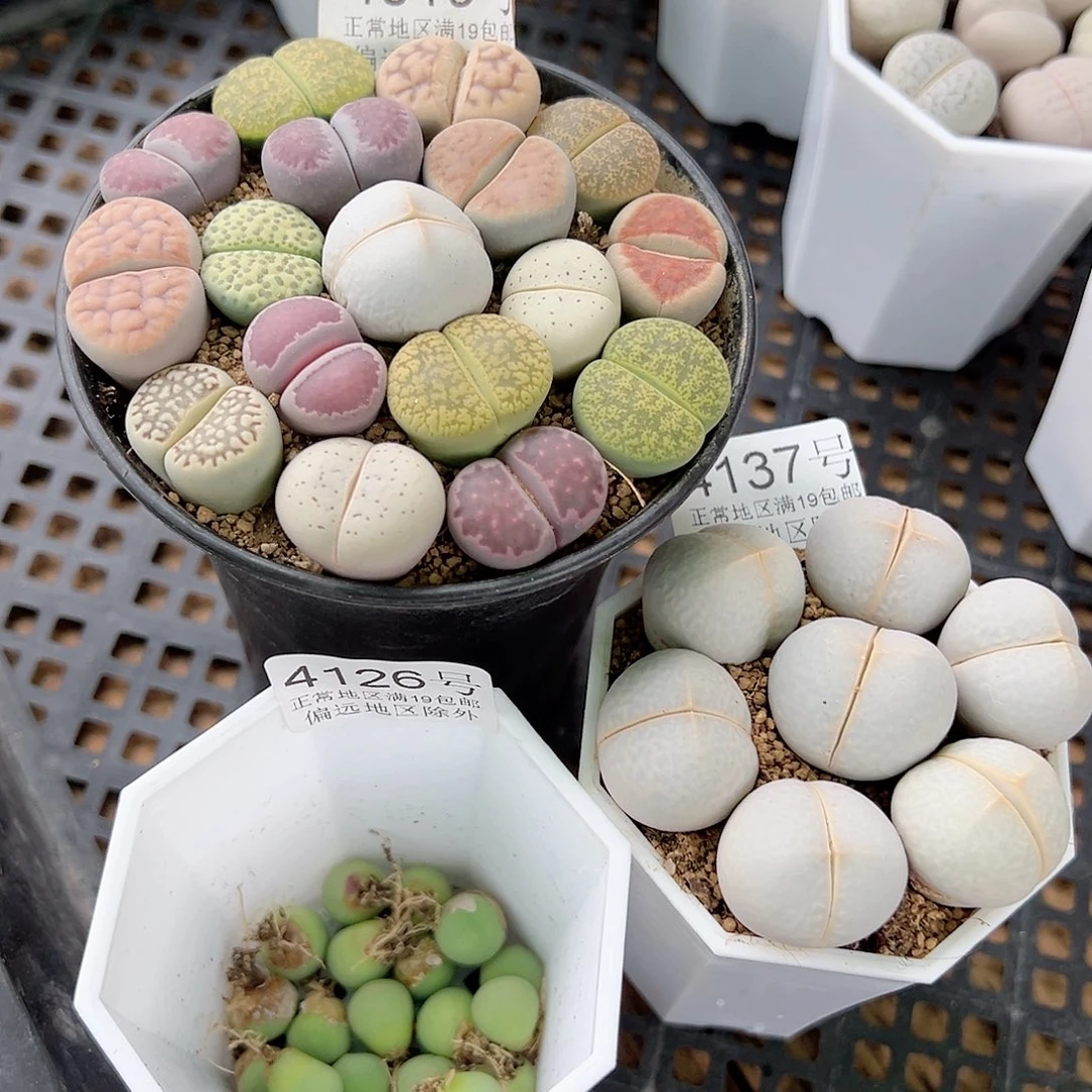 4126，4137，4019共3盆土脱土发