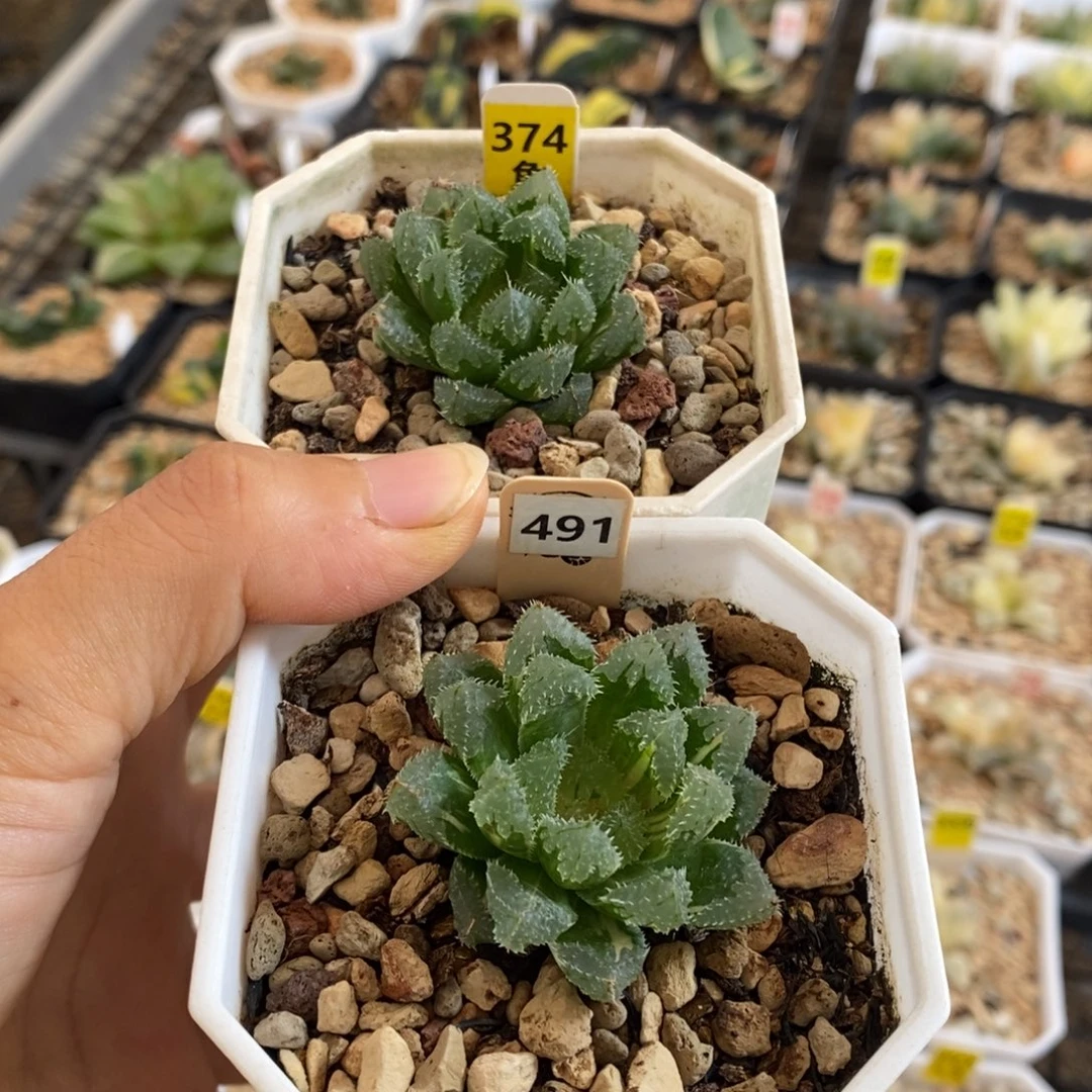 374号491号玄冰少锦
