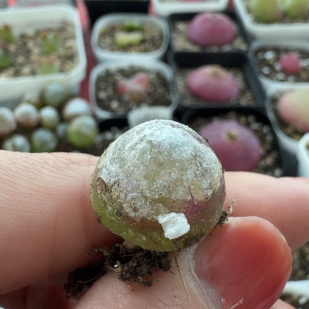 等*老马生石花灯泡510