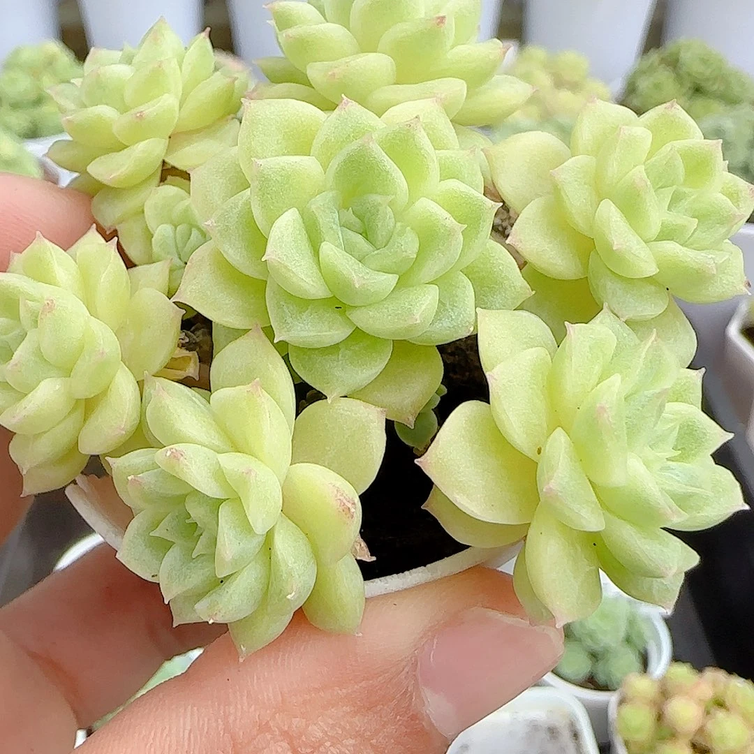 【闪购商品】0927-18珠光麦杆