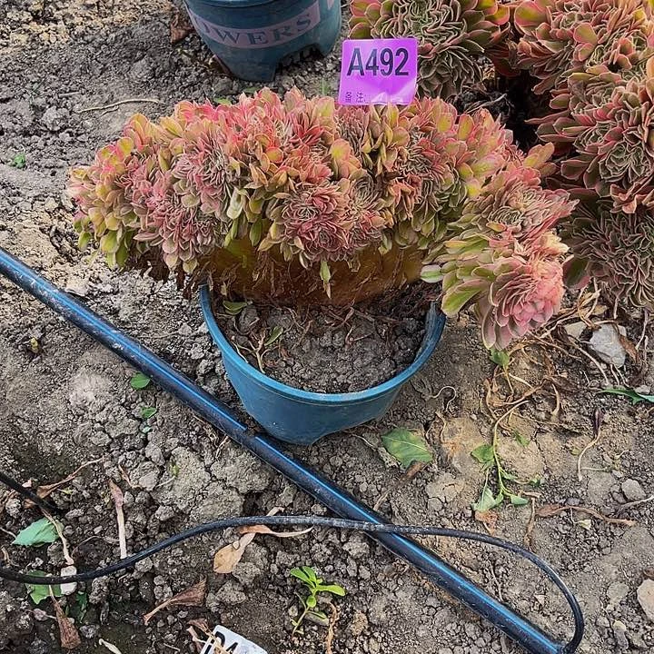 半糖荔枝法师28/—37包邮