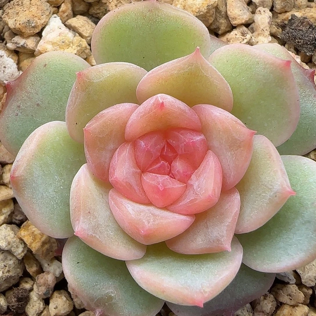 999干净【满29包邮非偏远】