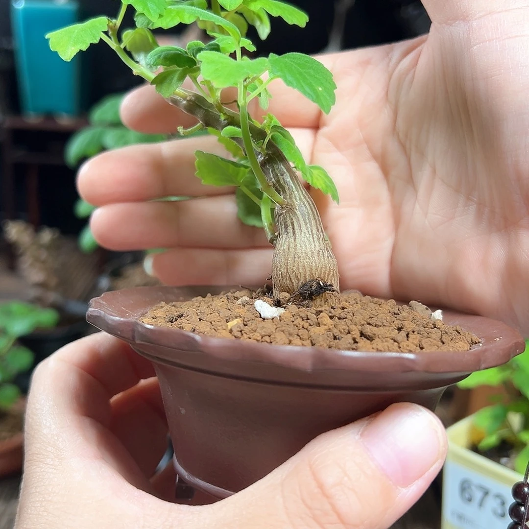 爱氏延命草脱土发货