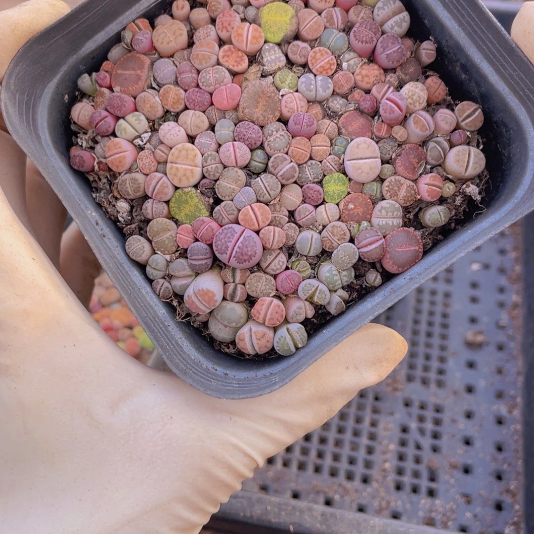 一盒彩切88888888888