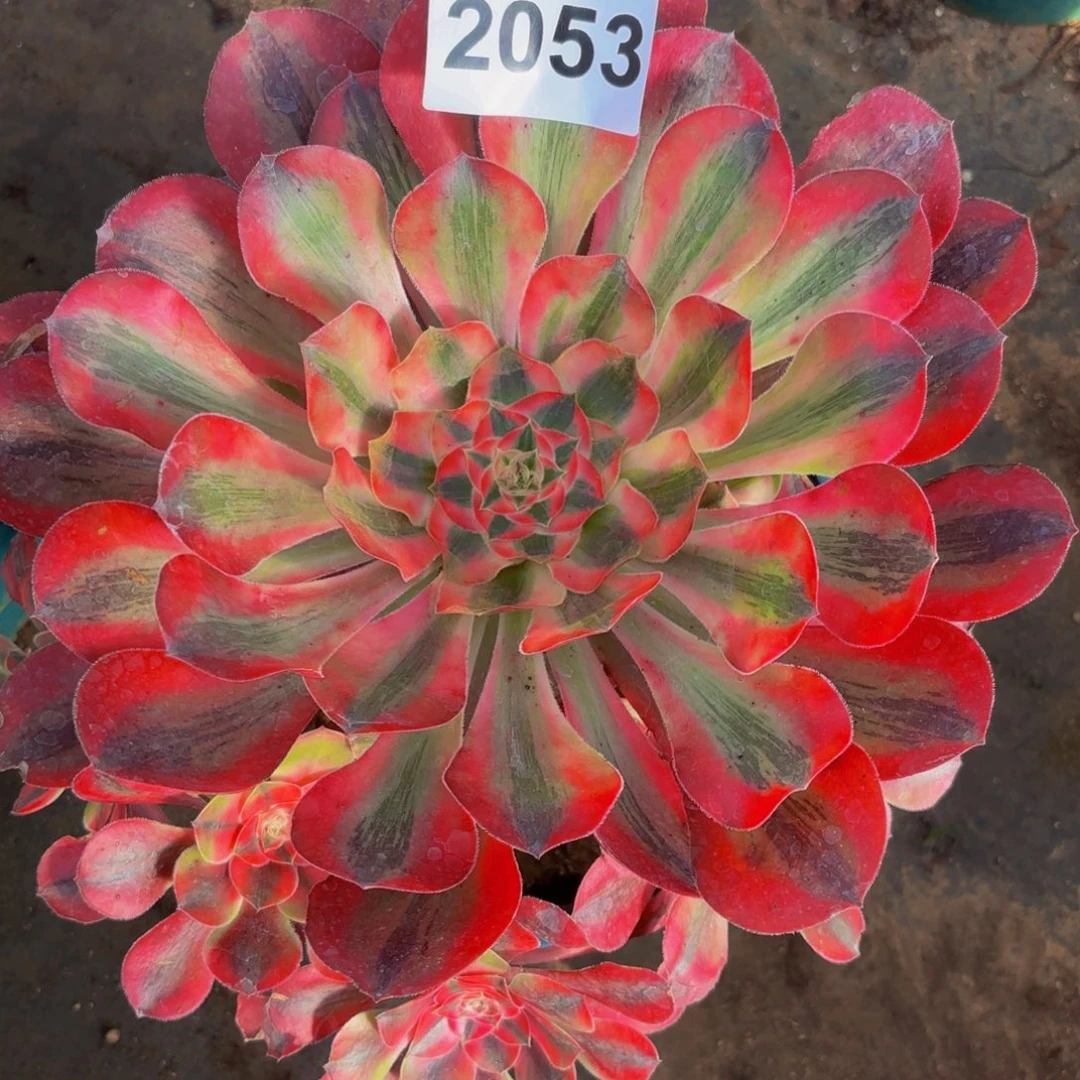 2053多肉植物爱丽丝法师