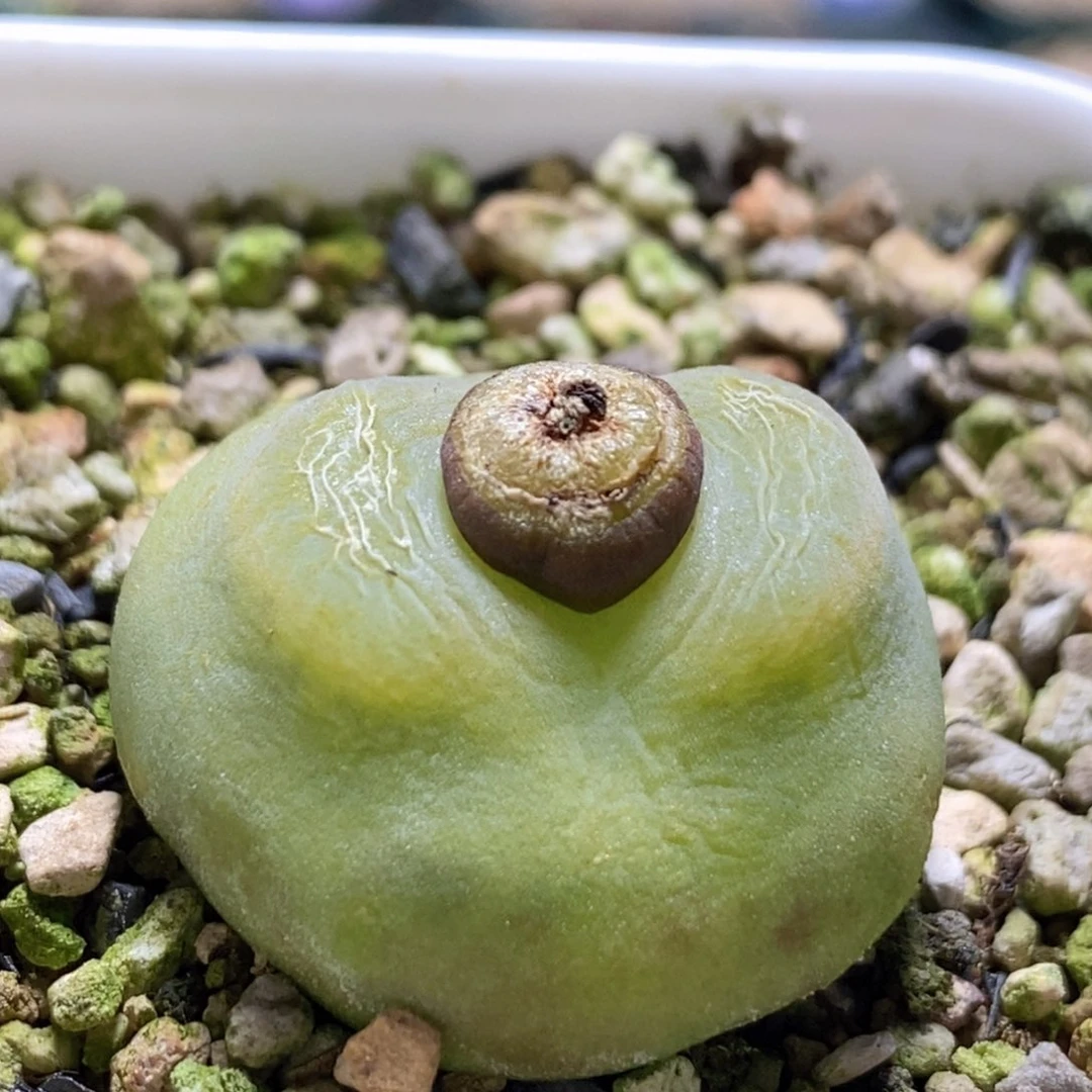 o泡好看好看好看