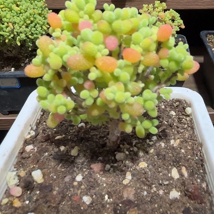 25。                                我