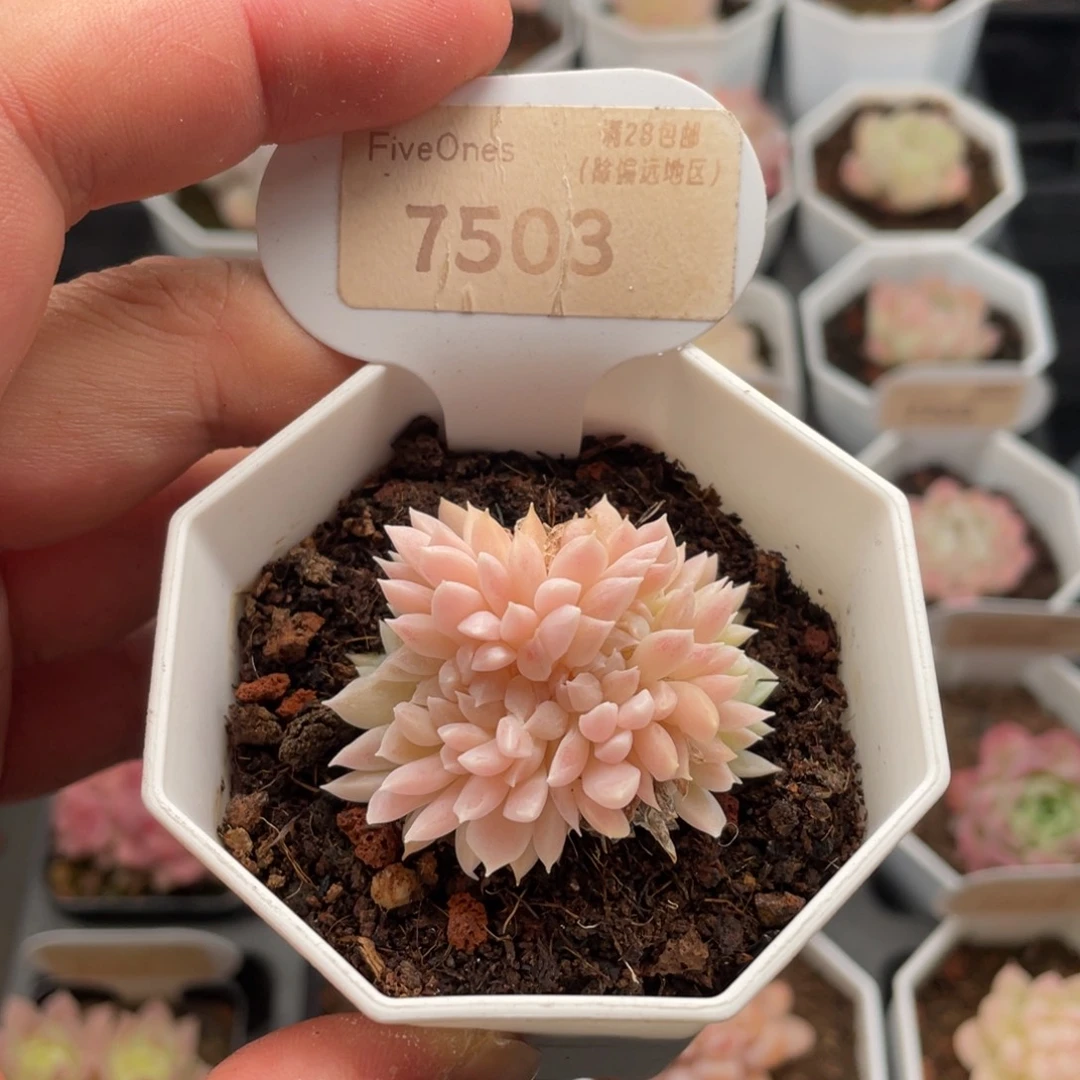 白雪缀7503-4.5厘米