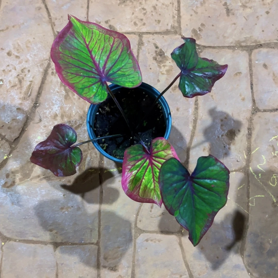 悠***曼无花朵变异魔泰彩64