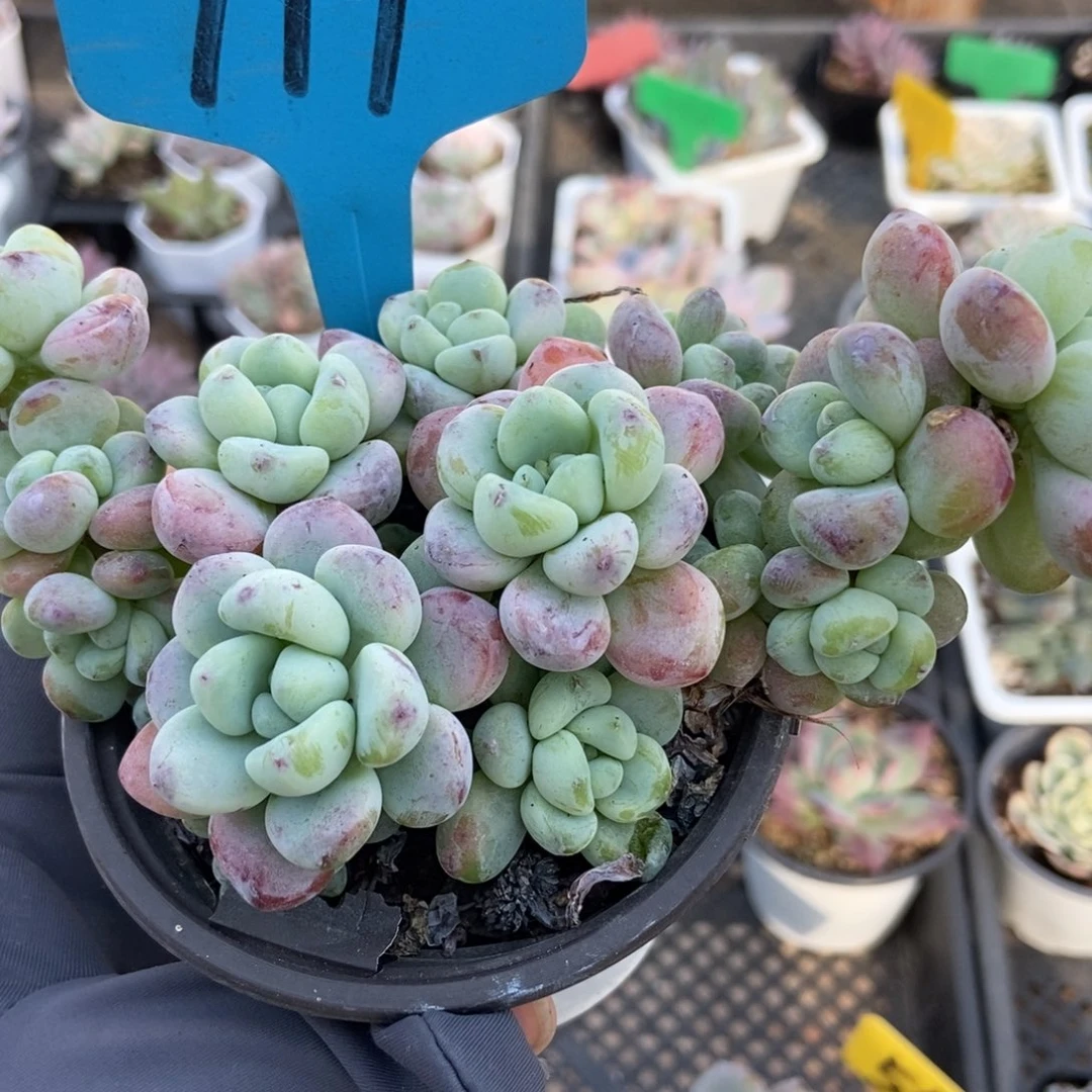 779劳尔多肉植物多肉