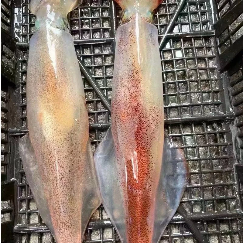 【海钓活鱿鱼】鲜活海钓 刺身级别 口感包甜包脆