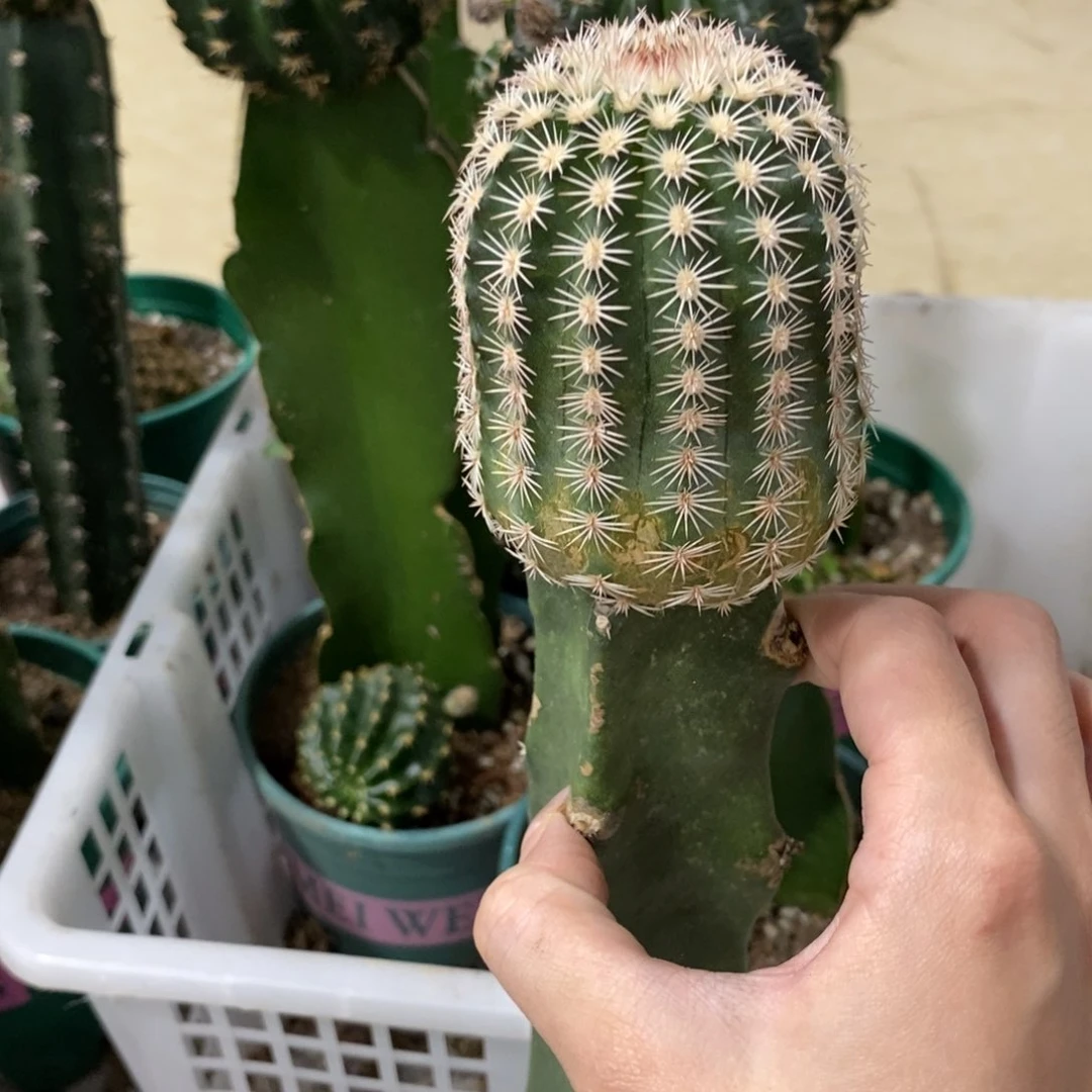 皇冠虾进口母本绣谱