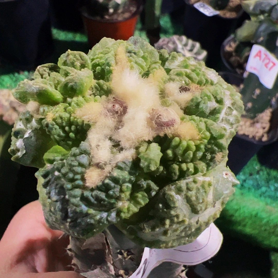 无花朵福利龟甲牡丹锦762带个芽