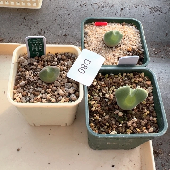 香***780。 专拍大眼睛。