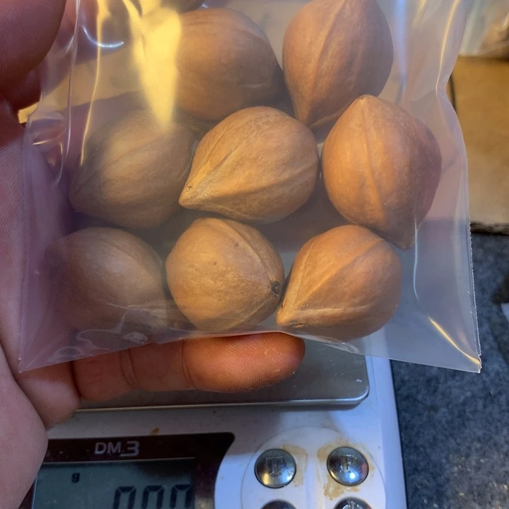 橄榄核手串/手链狮****虎广东梅林水晶核2.3*31