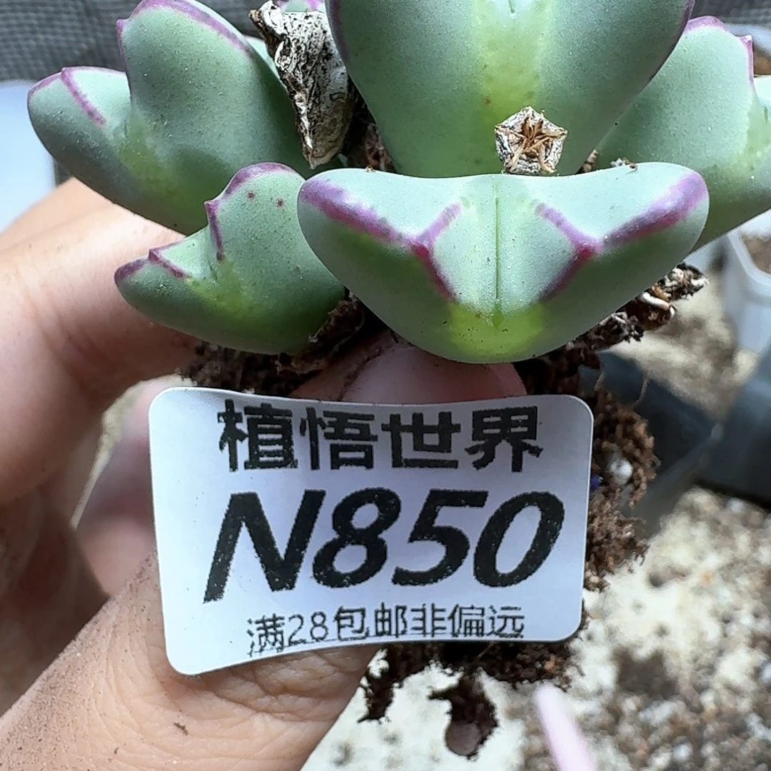 的W的润泽徐gbnnnjm
