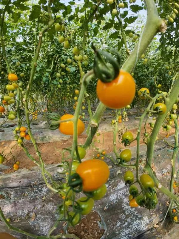 寿光原产地直发，黄色圣女果