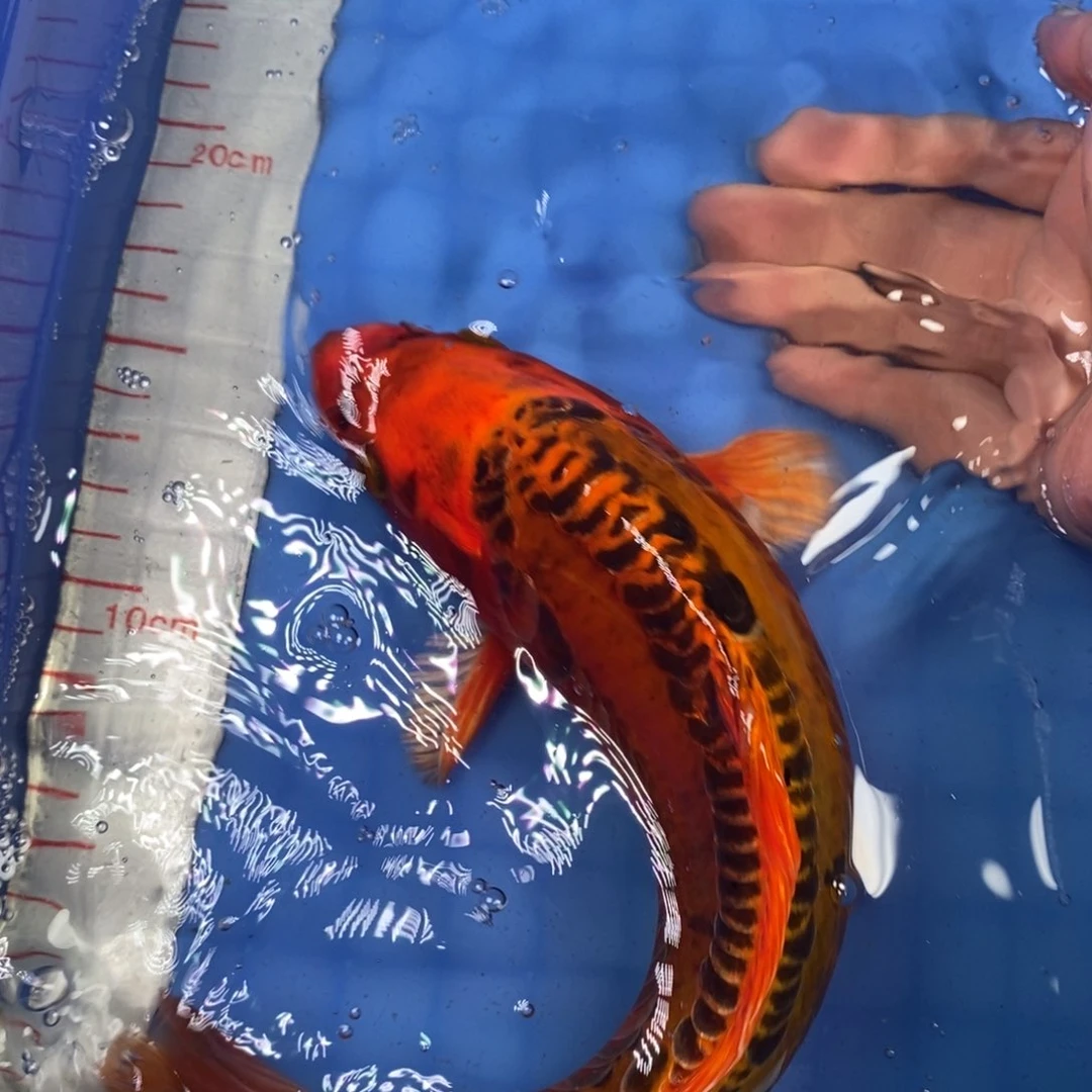 锦鲤冷水锦鲤包邮