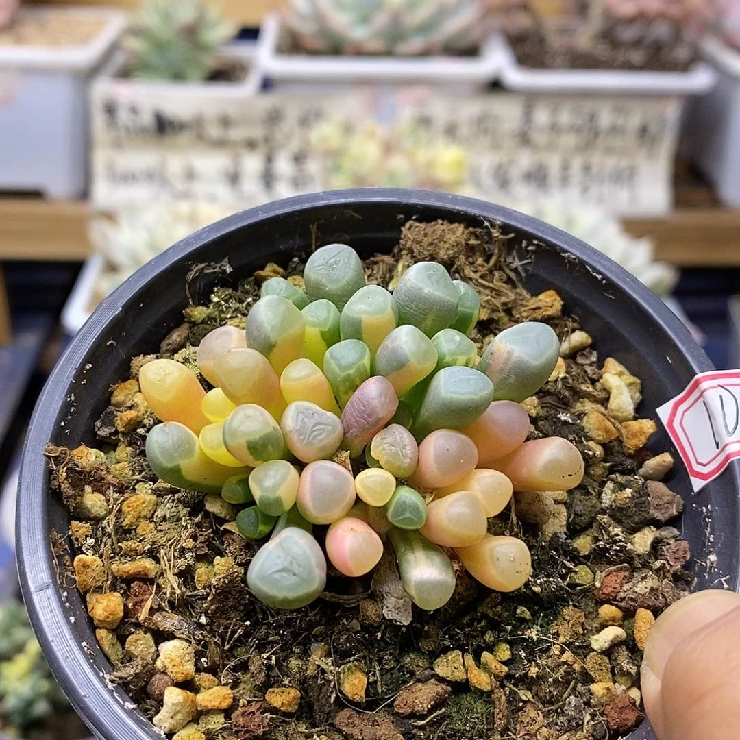 1710 五十铃玉锦 10 天后发货