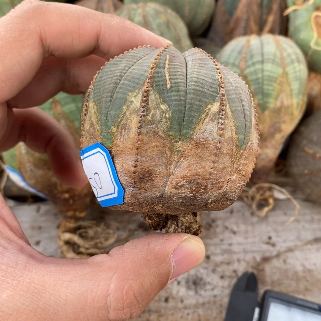 8 欧系实生布纹球多肉植物