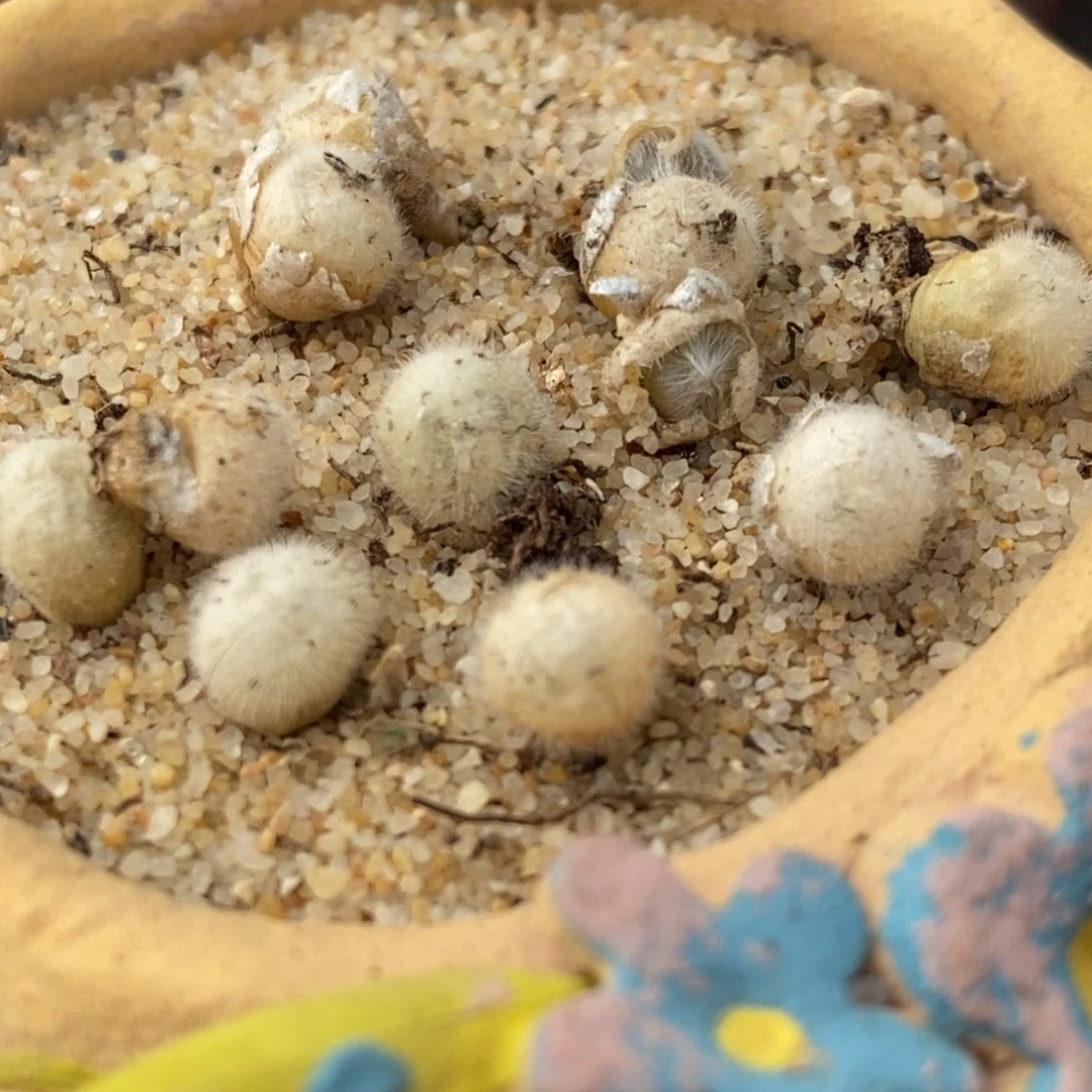 园艺史蒂芬尼毛球一颗