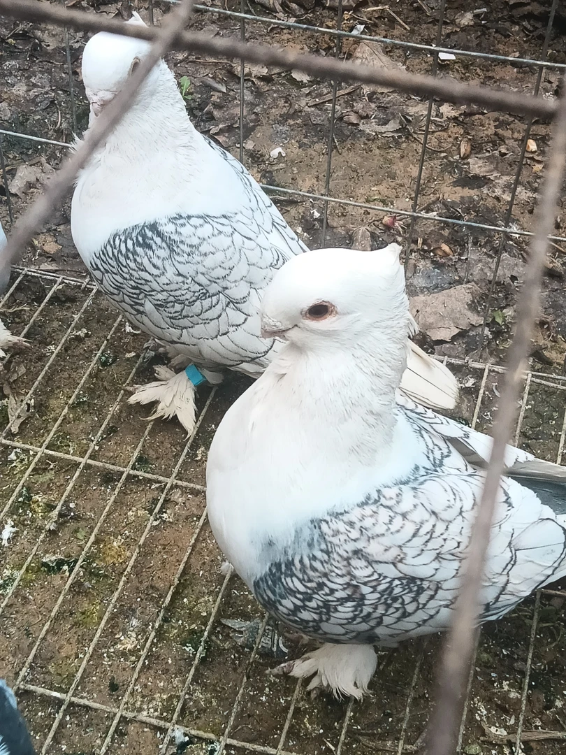 淑女种鸽观赏鸽公母一对