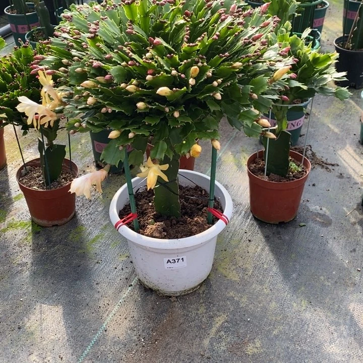 当前无花栽培后可以开花371嫁接双色
