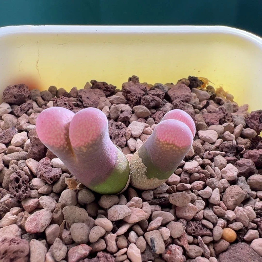 w7.10/2094 青蛙5.5年肯哈德福利 多肉植物