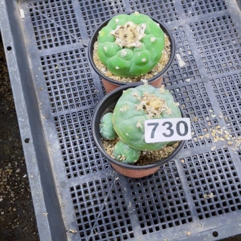 730海鲜一物一图如图