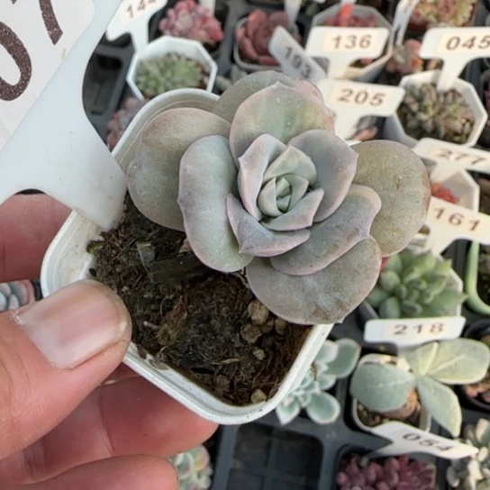 207可爱玫瑰锦多肉植物