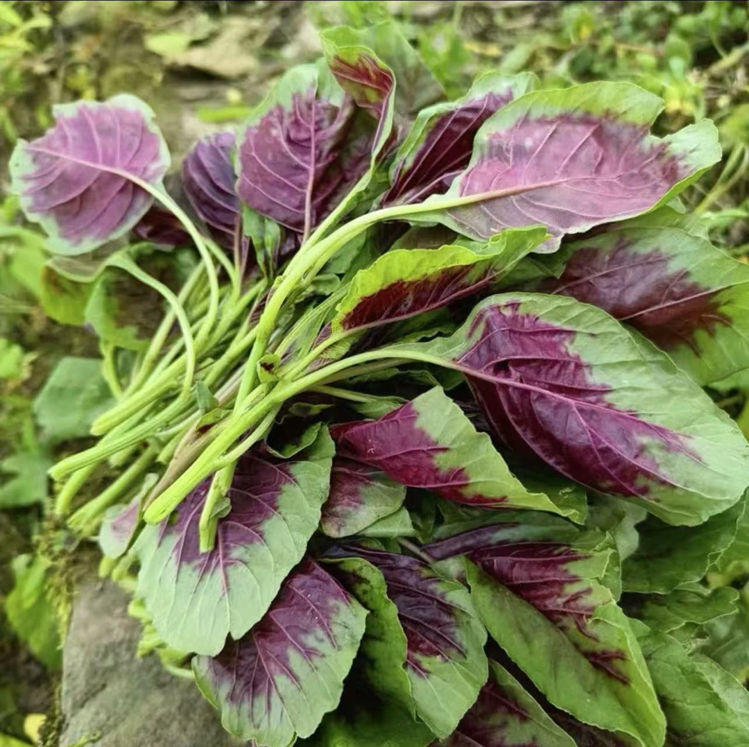 崇明本地红米苋1斤+空心菜1斤