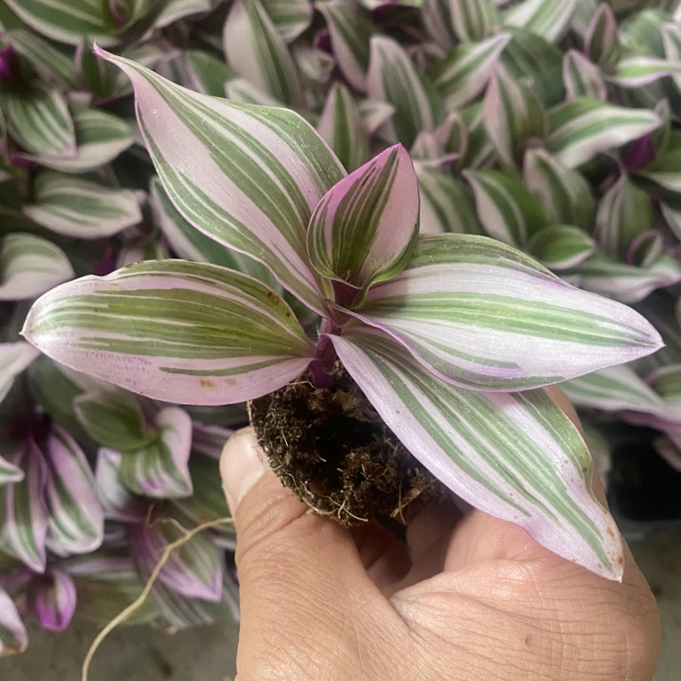 (5颗)油画婚礼吊兰多肉植物裸根