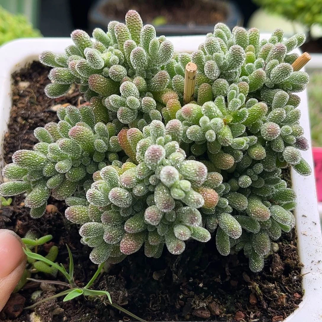 61五彩冰晶优选枝干