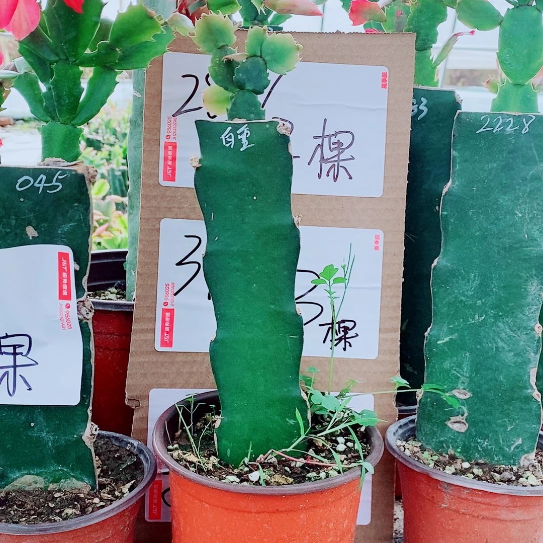 欣***杭无花朵白重随货发