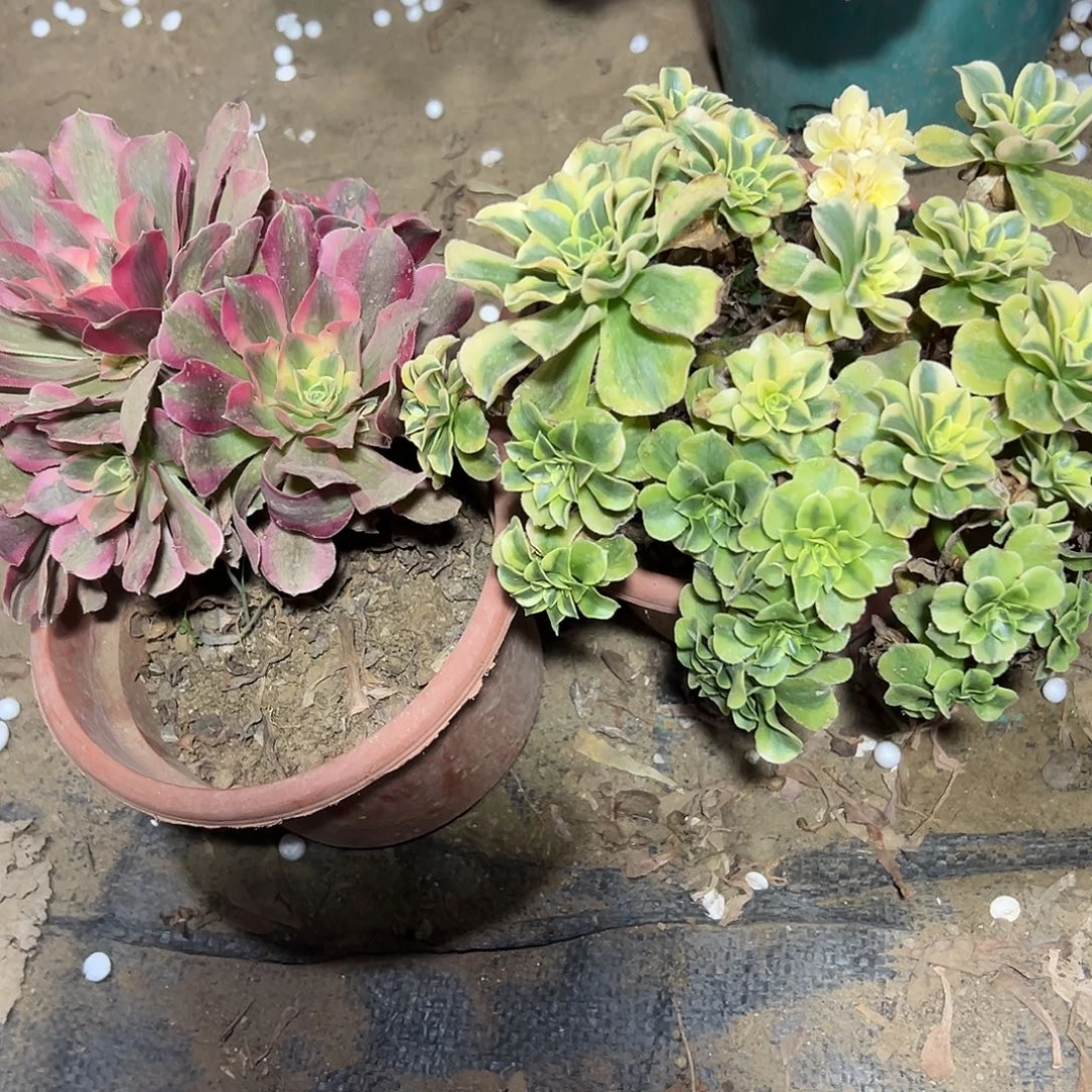 多肉357植物组合2个系列