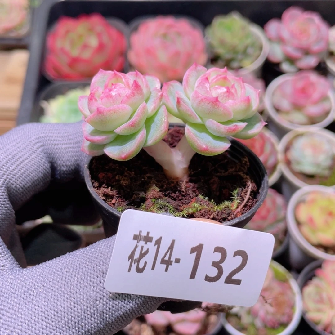 花利美14-132新品珍妮